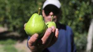 Fiesta Nacional de la Pera: el homenaje a la producción comienza hoy en Allen