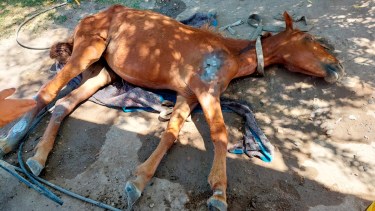 La yegua se llama Mamita y fue abandonada ante la ola de calor. Foto: gentileza