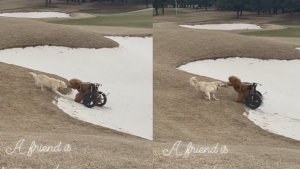 Video: la tierna imagen de un perro que ayudó a otro en sillas de ruedas