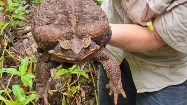 Toadzilla, el sapo gigante de Australia, fue sacrificado. 