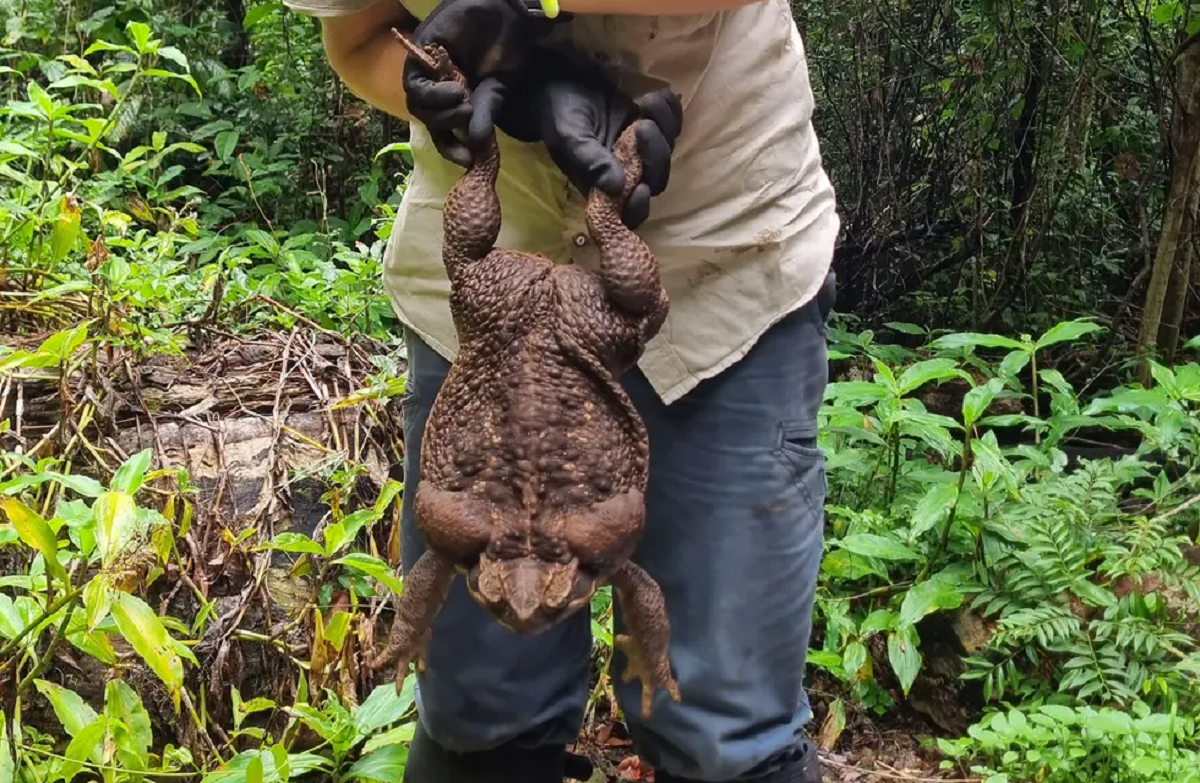 Guardaparques australianos encontraron un sapo gigante de 2,7 kilos. 