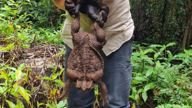 Guardaparques australianos encontraron un sapo gigante de 2,7 kilos. 