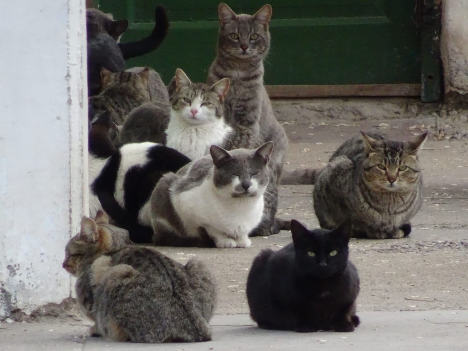 Hay distintas razas de gatos con determinadas características. Foto: Gentileza.