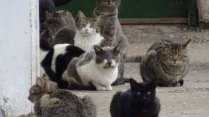 Mascotas: ¿cuáles son las 5 razas de gato más inteligentes?