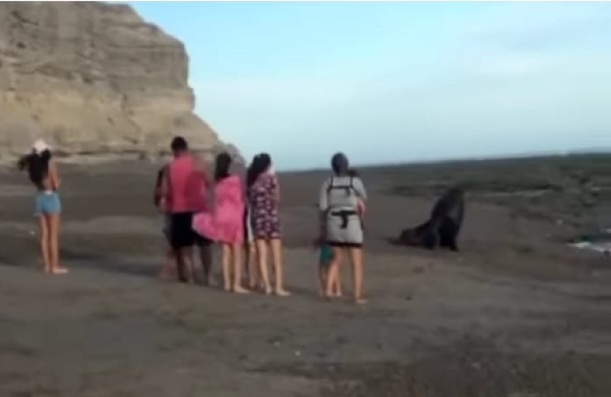 El grupo de personas molestado al lobo marino que ya se encuentra en pose de defensa. Foto captura de video.