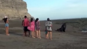En La Lobería un grupo de personas molestó a un lobo que salió a descansar a la playa