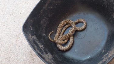 Visitantes exóticos en Cipolletti: encontró una culebra en su casa