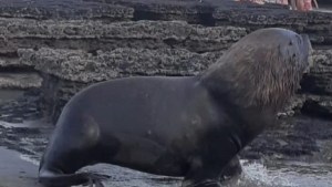 Video: un grupo de personas volvió a molestar a un lobo marino en La Lobería