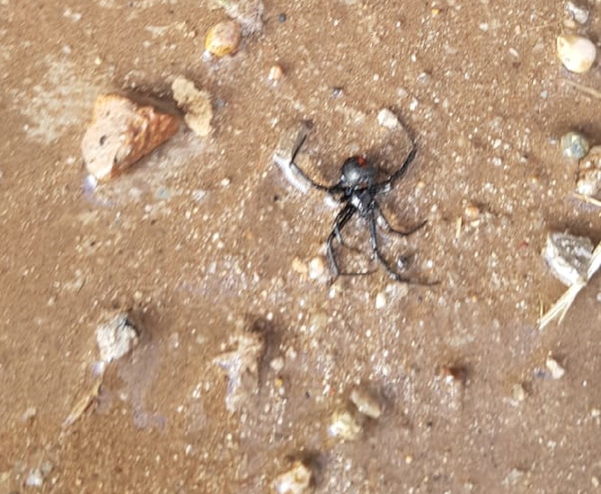 Aparecieron arañas viudas negras en Plottier. Foto: Gentileza.