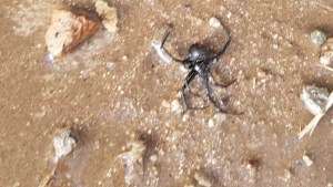 Arañas viudas negras aparecieron en un barrio de Plottier