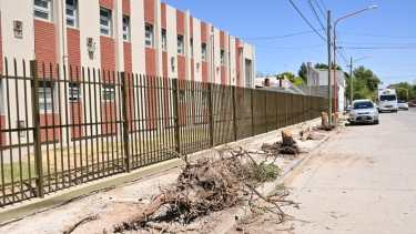 La iglesia taló 12 árboles pese a no estar autorizados. Foto: Archivo.