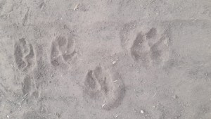 Las fotos que prueban que el puma está en parte del paseo costero de Neuquén 