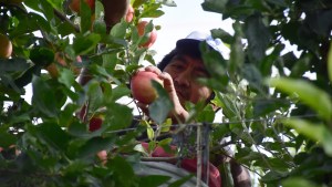Temporada frutícola: el clima, un factor determinante en la cosecha de manzanas