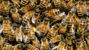 Murió un hombre de Misiones atacado por un enjambre de abejas