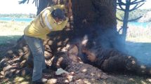 Imagen de Video: bombera de Neuquén se metió dentro de una araucaria que se quemaba para evitar un incendio