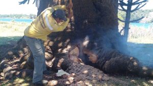 Video: bombera de Neuquén se metió dentro de una araucaria que se quemaba para evitar un incendio