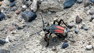 Alertan sobre la aparición de “bichos locos” en varios barrios de Zapala