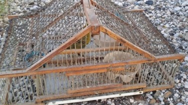 El cardenal amarillo es una especie categorizada en peligro de extinción.