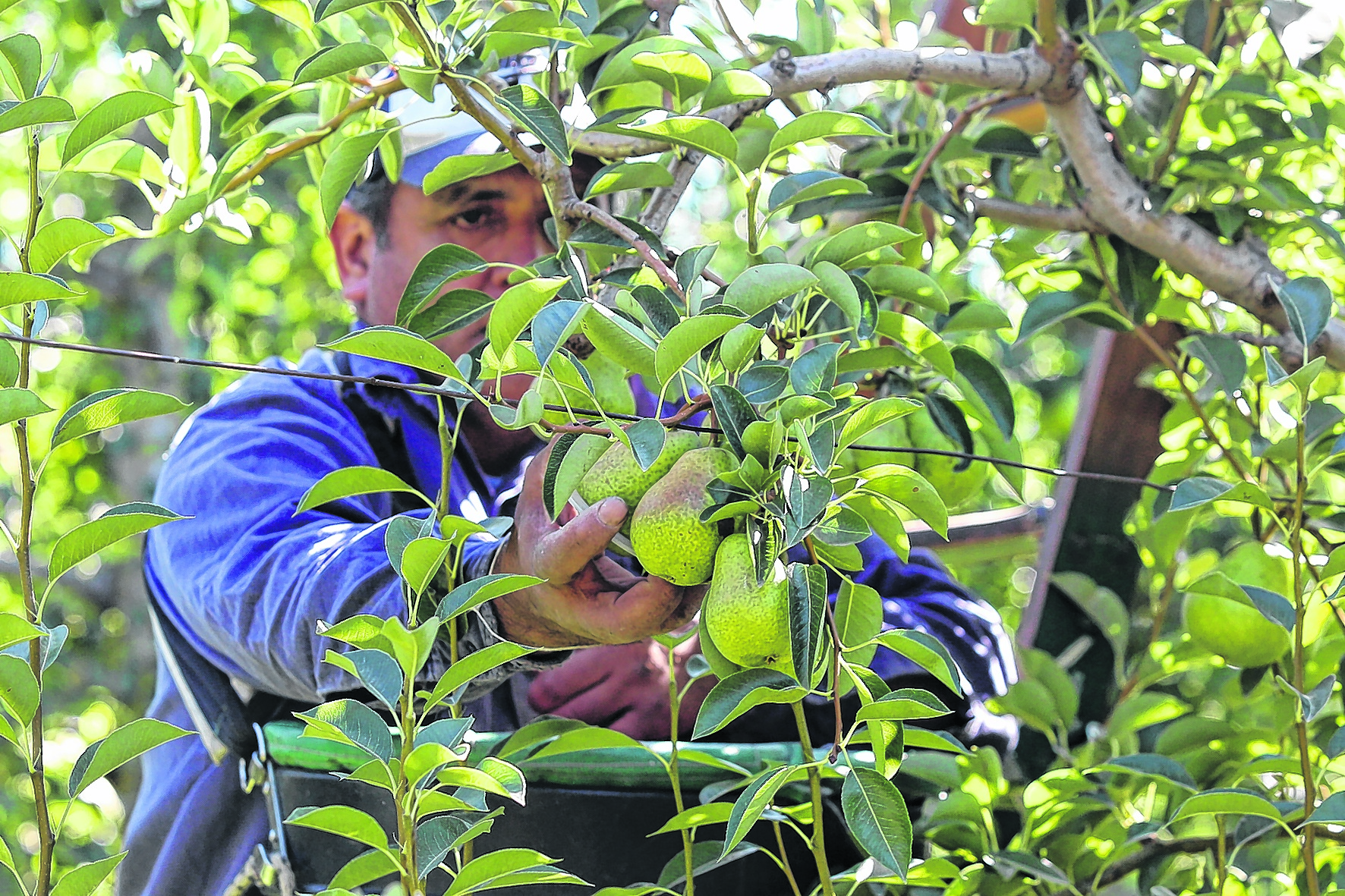 La cosecha de peras está en plenitud en el Alto Valle de Río Negro y Neuquén.