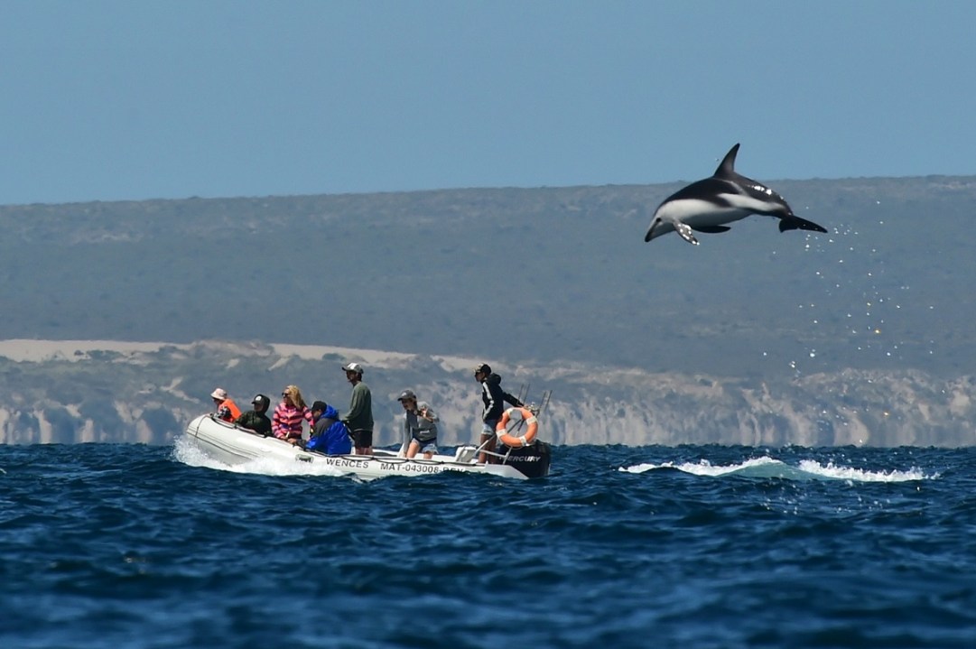 Se embarcó en Puerto Madryn para fotografiar saltos de delfines, pero nunca imaginó esto…