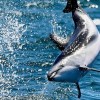 Imagen de Cuando parece que lo viste todo en Puerto Madryn, aparece este delfín...