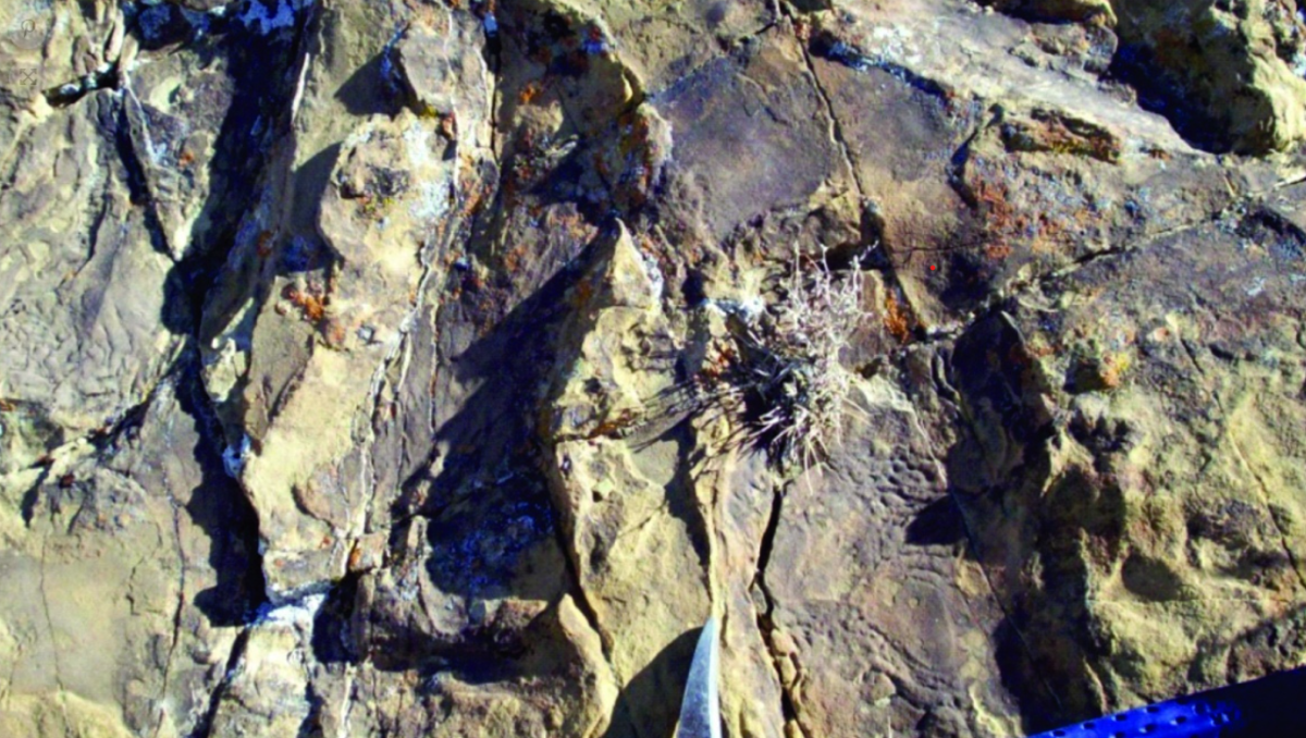 Neuquén tiene el primer registro de "patinadas" de dinosaurios del mundo. Foto: Télam