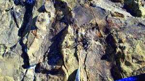 Las primeras huellas de «patinadas» de dinosaurios del mundo son de Neuquén