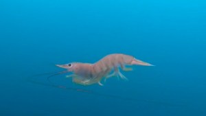 Puerto Madryn: buceaba rumbo a un barco hundido y mirá quién vino a saludar…
