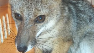 Rescatan y liberan en Las Grutas a un zorro de 45 días: creen que fue capturado para domesticarlo