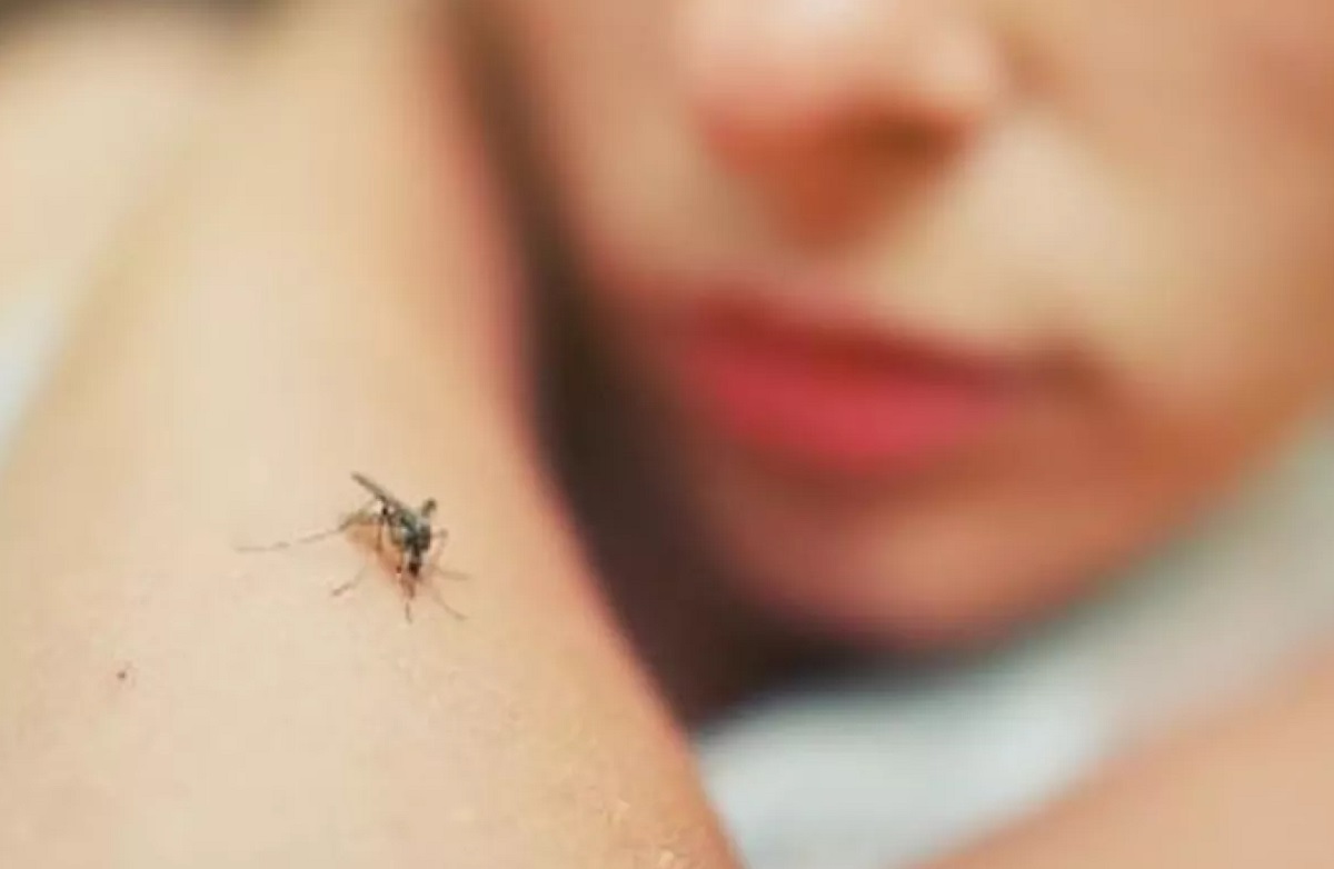 La Leishmaniasis Visceral se transmite a través de la picadura de flebótomos, unos insectos similares a los mosquitos.-