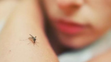 La Leishmaniasis Visceral se transmite a través de la picadura de flebótomos, unos insectos similares a los mosquitos.-