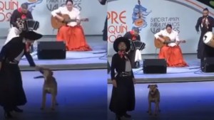 Insólito: un perro «bailó» un malambo en el Pre Cosquín 2023 de Córdoba y se volvió viral