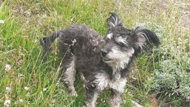 Morita es una Caniche Micro Toy negra, con una mancha blanca y grande en su pecho y orejas grandes y puntiagudas. Foto: https://www.facebook.com/cumplestematicos.cco