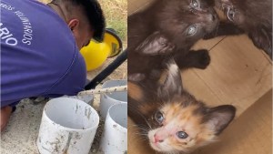 Tres gatitos cayeron por un caño y fueron rescatados por bomberos de Centenario
