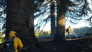 Apagaron mal el fuego de un asado y casi incendian los bosques cordilleranos en Ruca Choroi