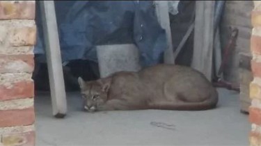 Hasta el lunes estará cerrada la península de Hiroki por la posible presencia de un puma. (Archivo).-