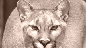 Apareció una puma cerca de San Martín de los Andes: qué hacer si te encontrás con un animal