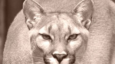 Vieron un puma en la zona del Lago Hermoso y alertaron a los turistas. Foto: Ilustrativa. 