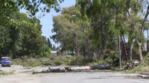 Imagen de Viedma: podaban árboles, cayó una rama y mató a un ciclista