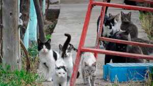 Amenazaron con envenenar a una colonia de gatos en un barrio privado de Roca y hubo cruces