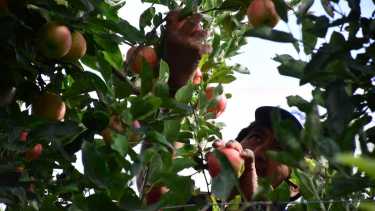 Cosecha 2023 en chacras de Roca.