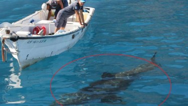 Un tiburón blanco en la costa mexicana. (Foto: 
Tracking Sharks)
