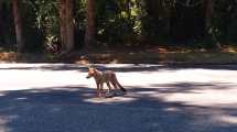 Imagen de Un zorrito colorado deambula en la ruta 231, a metros del paso Cardenal Samoré