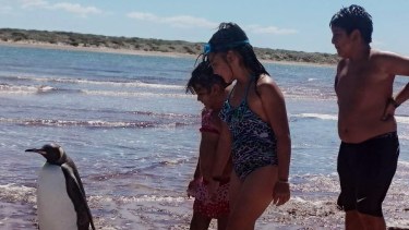 La visita inesperada de un pingüino emperador en Playas Doradas