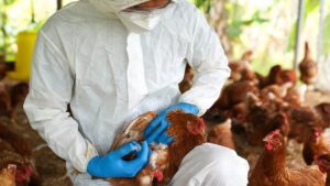 Gripe aviar en Neuquén: cómo es el operativo que realizarán en Zapala