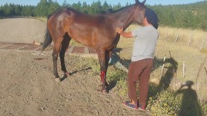 Video: un gaucho ayudó a una yegua que estaba herida en el norte neuquino y se indignó