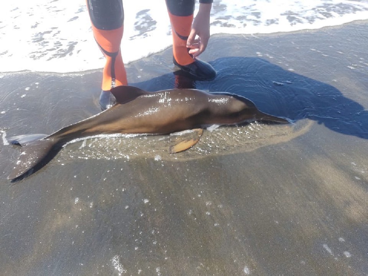 El delfín fue encontrado en la desembocadura del río Negro. (Facebook).-