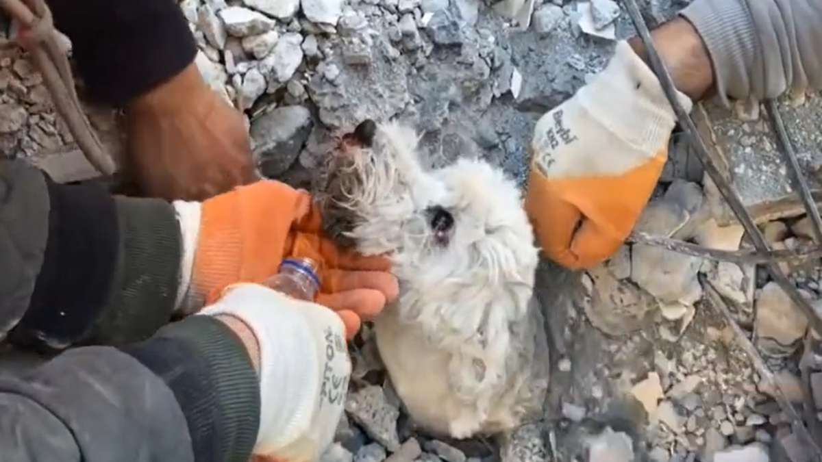 El perro se mantuvo estoico durante todo el rescate y, finalmente, fue sacado de los escombros con vida.-