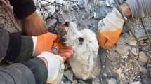 Imagen de Un milagro: el emocionante rescate de un perro con vida tras el terremoto en Turquía