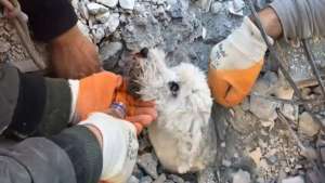 Un milagro: el emocionante rescate de un perro con vida tras el terremoto en Turquía